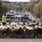 La estampa de las merinas con las bodegas de Oteruelo de fondo mientras el pastor calma el tráfico. RAMIRO