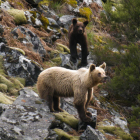Dos ejemplares en la zona de Valseco.