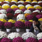 Los viveros y las floristerías preparan y cuidan durante semanas las flores para que luzcan perfectas el Día de los Difuntos.