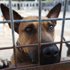 Cada año son abandonados cientos de perros en la provincia. RAMIRO
