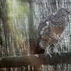 El urogallo es la especie más vulnerable a los parques. DL