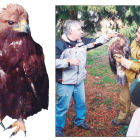 A la izquierda, el pollo de águila rescatado. En la imagen de la derecha, los rescatadores del animal, una vez bajado del abeto.