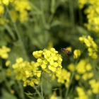 Esta primavera va a ser especialmente dura para los alérgicos