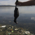 Imagen tomada por la activista medioambiental Maruja Inquilla sostiene un ejemplar muerto de un "choca" en la orilla del lago Titicaca, en Coata, en la región de Puno, Perú.
