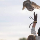 Una de las rapaces que participaron ayer en los vuelos de altanería se alimenta en el guante de su c