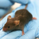 Imagen de un ratón de laboratorio. WIKIMEDIA COMMONS
