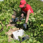 La vendimia entra en fase de apogeo estos días con la incorporación de las grandes bodegas.