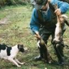 Un cazador, con dos hermosos ejemplares de liebre, junto a sus perros