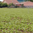 Remolacha en fase de nacimiento en una parcela de la vega del Esla, a mediodía de ayer. marciano pérez