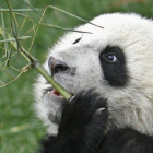 Un joven ejemplar de panda come bambú.