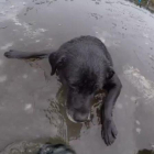 Rescate de un perro en las aguas congeladas del río Wansbeck, Northumberland (Reino Unido).
