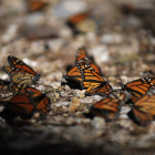 Con la llegada del otoño, árboles y caminos se convierten en un conglomerado de mariposas.