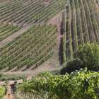 Imagen de archivo de una zona de viñedo plantada en espaldera en el comarca del Bierzo.