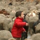 Un niño se mezcla con las ovejas a su paso por Madrid