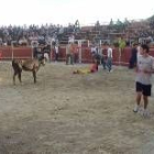 La suelta de vaquillas en la plaza de Toros de Cistierna animó la jornada festiva de ayer