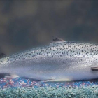 Ejemplar adulto de salmón modificado genéticamente desarrollado por la empresa AquaBounty.