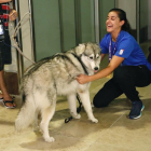 Carolina Marín acaricia a uno de sus dos perros, a la llegada a Barajas. /