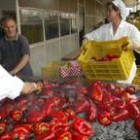 El asado del pimiento de calidad Bierzo es un clásico en estas fechas del año en la comarca