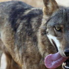 La Junta ha autorizado la batida de dos ejemplares de lobo en la zona de Riaño.