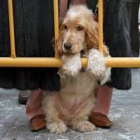 Simpática estampa de uno de los animales, que espera paciente su turno
