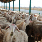 Explotación ganadera de ovejas en León