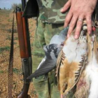 Perdices rojas abatidas por un cazador.
