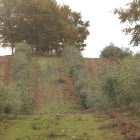 La comarca del Bierzo está apostando por nuevas plantaciones de olivo como la de la imagen. ANA F. BARREDO