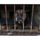 La Diputación ha ampliado de 20 a 30 días el plazo para que los animales puedan ser adoptados antes de sacrificarlos