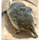 Desmán, mamífero similar al topo, del arroyo de Faedo de Ciñera