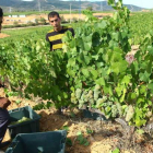 Temporeros búlgaros trabajando en la vendimia en un viñedo del Bierzo, en una imagen de archivo de hace dos campañas.