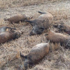 Varios ejemplares muertos después de ser atropellados por un camión en una carretera leonesa. DL