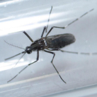 Un mosquito Aedes aegypti, vector del virus del zika, captado en Monterrey (México).