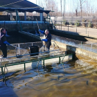 Labores de clasificación de reproductores en la piscifactoría de Vegas del Condado. DL