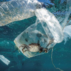 Un cangrejo atrapado en un vaso de plástico cerca de Isla Verde en Filipinas. NOEL GUEVARA/GREENPEACE