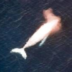 La fotografía de la ballena fue tomada cerca de las Islas Palm, a 70 kilómetros de Townsville