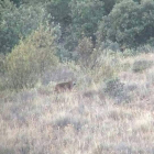 Imagen facilitada ayer por la Junta de este ejemplar de lince en tierras de Sanabria.