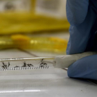 Una muestra de mosquitos en el Laboratorio de Biomedicina de la Universidad Federal de Río de Janeiro.