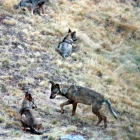 Ejemplares de lobo en las montañas de Riaño. ANDONI CANELA