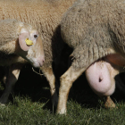 Los pagos al vacuno de cebo, el ovino y el caprino se efectuarán en febrero. JESÚS