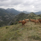 Ganado vacuno en una zona de pastos de la montaña central leonesa. archivo