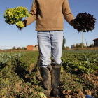 Un agricultor muestra algunos de los frutos de su huerta ecológica. JESÚS F. SALVADORES