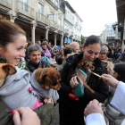 La festividad de San Antón congregó a mascotas y dueños en Cacabelos para lograr la bendición del santo.