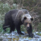 Ejemplar de oso pardo en el Alto Sil.