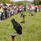 La muestra de aves rapaces fue uno de los atractivos del programa matinal. MARCIANO PÉREZ