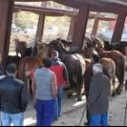 Varios cientos de reses se dieron cita en la feria de Riaño