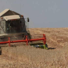 Una cosechadora recoge cereal en la comarca de Sobarriba.