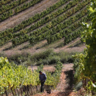Un viticultor en un viñedo de la DO Bierzo, en imagen de archivo. ANA F. BARREDO