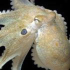 Ejemplar de Octopus bimaculoides, especie protagonista del estudio