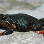 Una de las siete especies nuevas de ranas del género «Phrynopus»