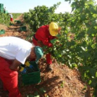 La viticultura es una actividad agrícola en gran auge.